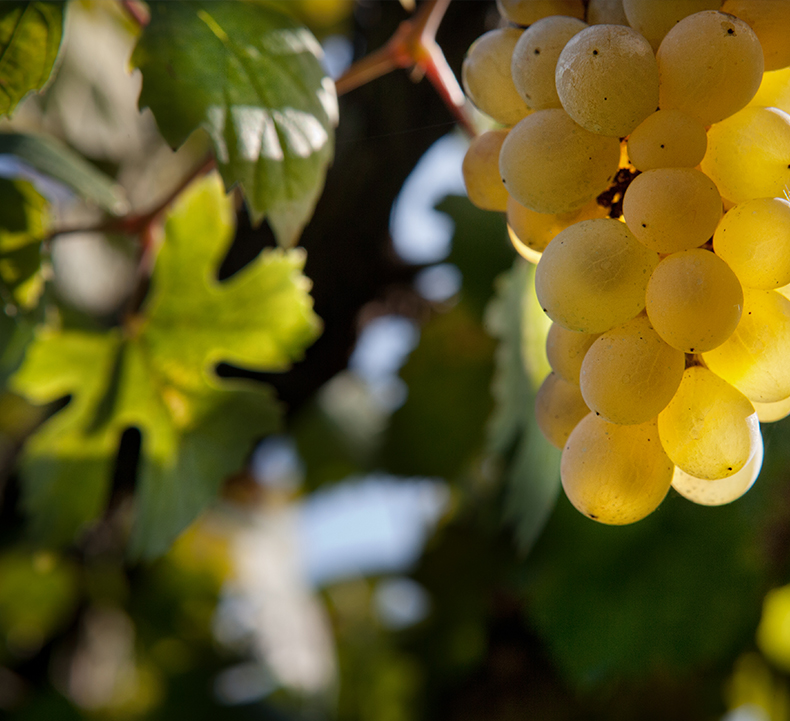 prima cantina sostenibile in Campania, uva falanghina